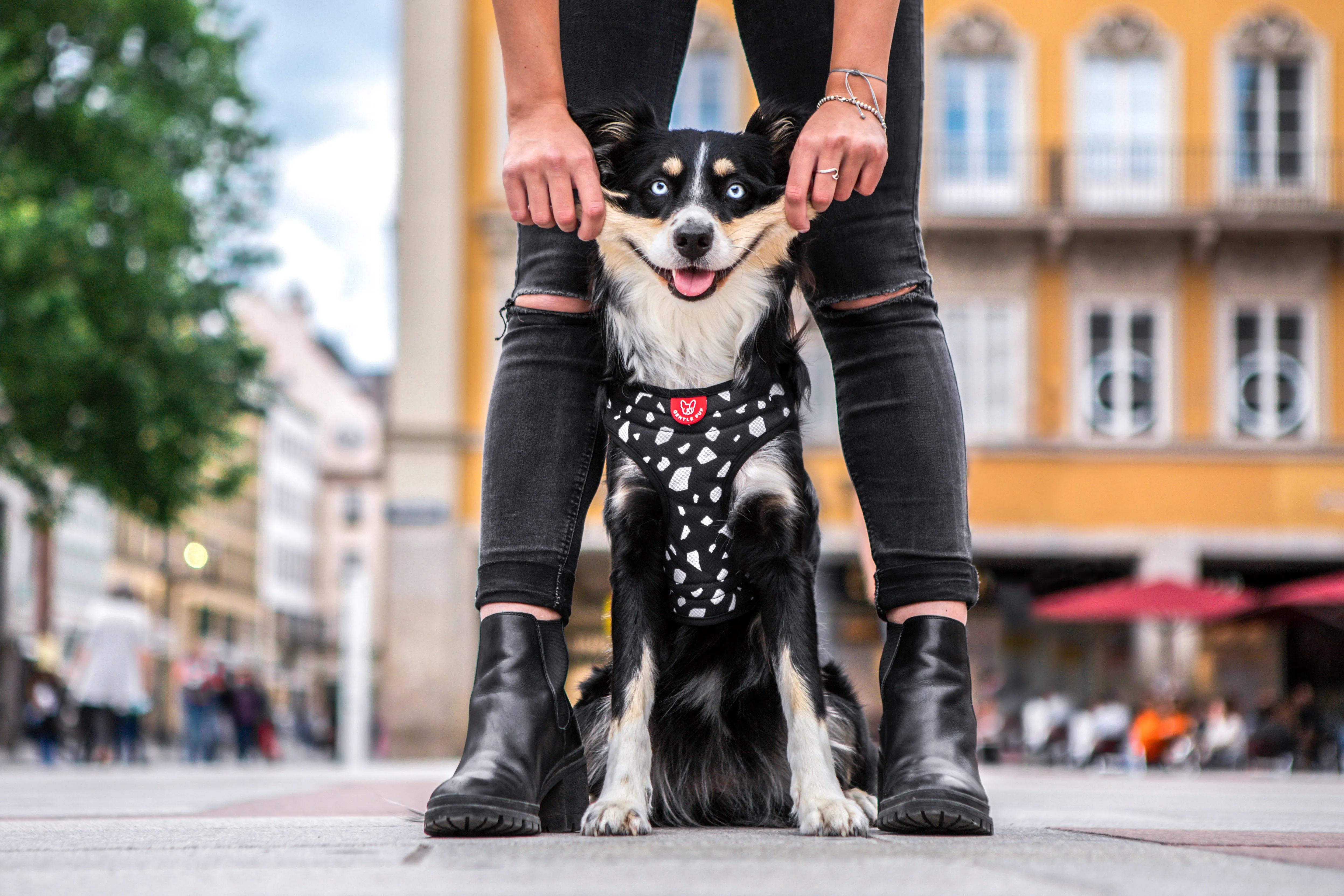 Gentle Pup - Cheeky Chip Easy Harness